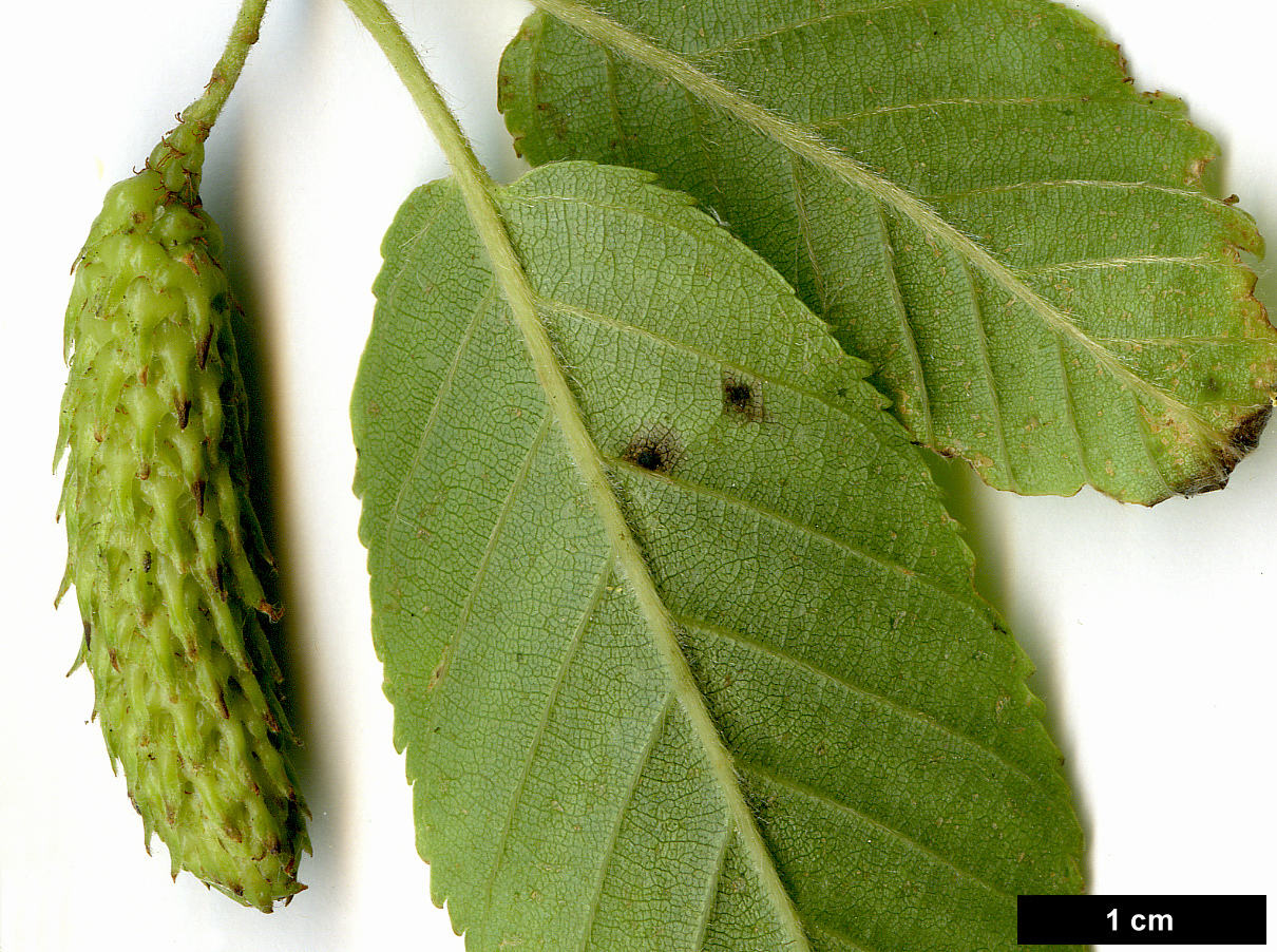 High resolution image: Family: Betulaceae - Genus: Betula - Taxon: utilis - SpeciesSub: 'Jim Russell'